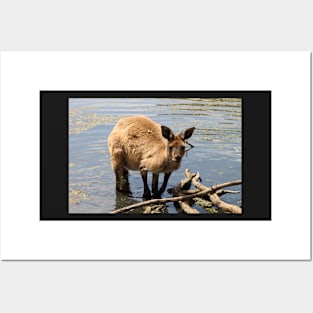 Cooling Off! Western Grey Kangaroo Posters and Art